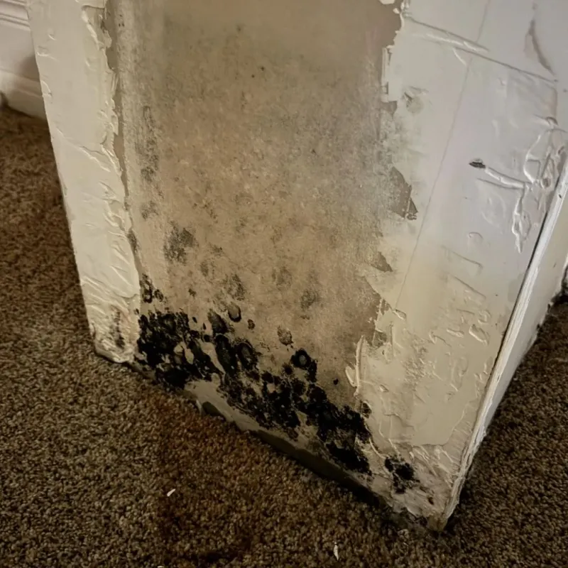 Professional Mold Removal in La Cygne, KS